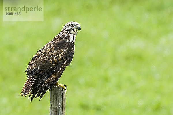 Westlicher Fischadler (Pandion haliaetus); Vereinigte Staaten von Amerika