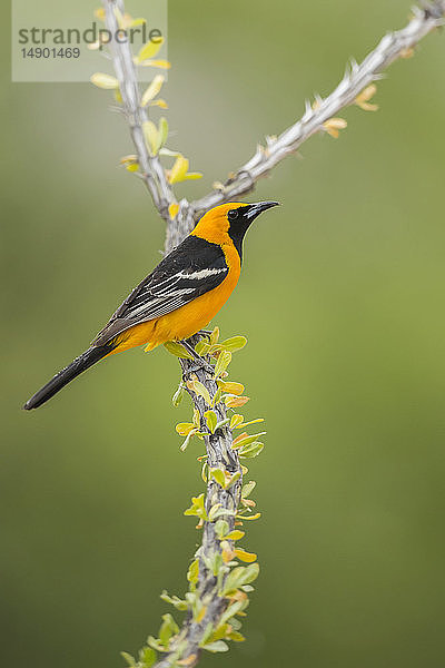 Männlicher Kapuzenpirol (Icterus cucullatus); Arizona  Vereinigte Staaten von Amerika