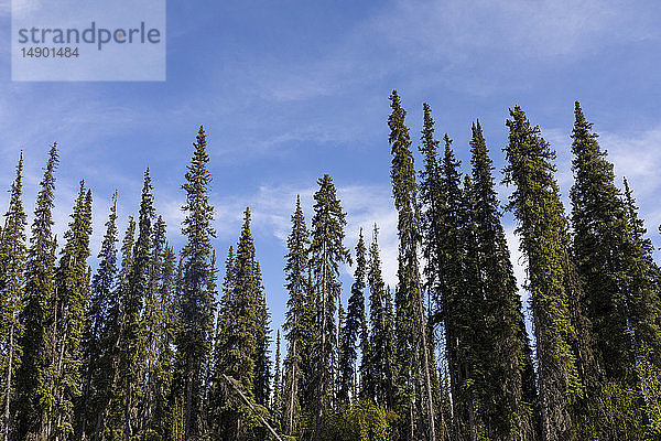 Schwarzfichtenwald (Picea Mariana) am Ufer des Beaver Creek  National Wild and Scenic Rivers System  White Mountains; Alaska  Vereinigte Staaten von Amerika