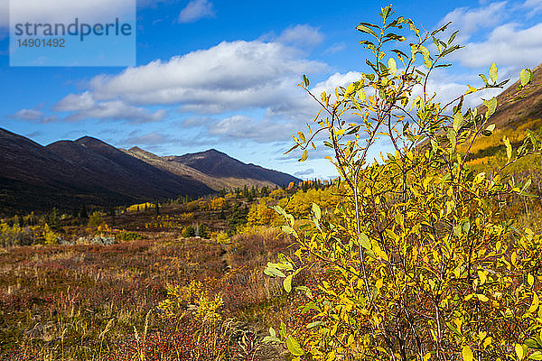 Herbstlich gefärbte Weiden und Tundra auf der Wanderung Symphony/Eagle Lake im Chugach State Park; Eagle River  Alaska  Vereinigte Staaten von Amerika