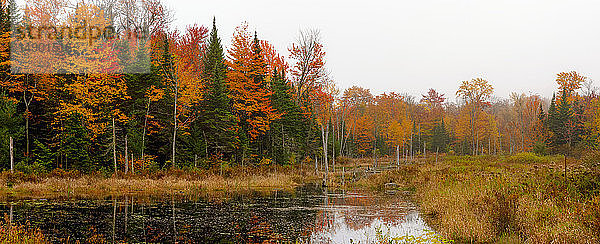 Kräftig gefärbtes Herbstlaub in einem Wald  das sich in einem ruhigen Teich spiegelt; Quebec  Kanada
