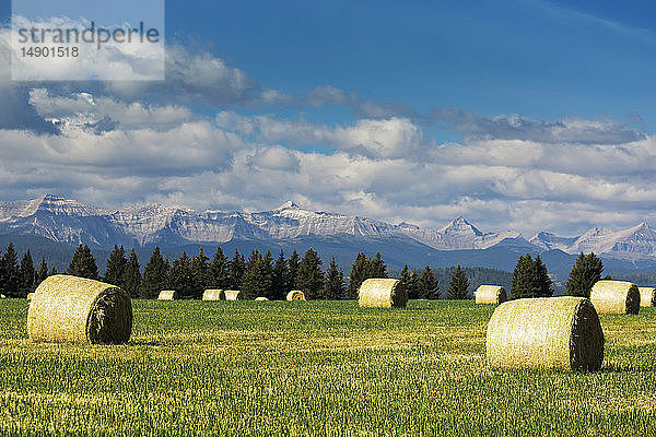 Heuballen auf einem grünen Feld mit Bergkette  blauem Himmel und Wolken im Hintergrund  westlich von High River; Alberta  Kanada