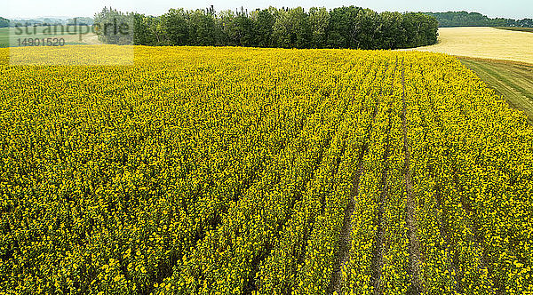Luftaufnahme von Reihen blühender Sonnenblumen  die von Bäumen gesäumt sind; Erickson  Manitoba  Kanada