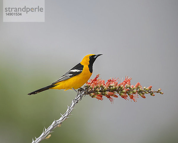 Männlicher Kapuzenpirol (Icterus cucullatus); Arizona  Vereinigte Staaten von Amerika