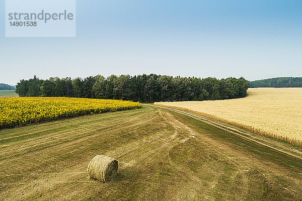 Luftaufnahme eines Sonnenblumenfelds  eines goldenen Getreidefelds und eines Heuballens in einem gemähten  von Bäumen gesäumten Feld; Erickson  Manitoba  Kanada