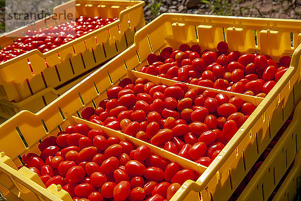 Gelbe Behälter voller frisch gepflückter Kirschtomaten; Nova Scotia  Kanada