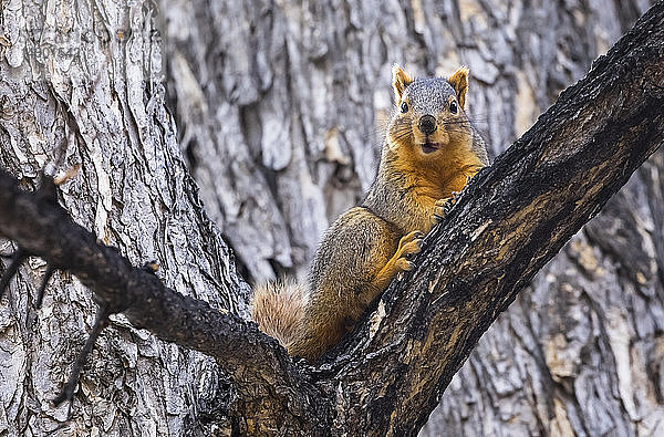 Fox Squirrel (Sciurus niger) in einem Baum; Colorado  Vereinigte Staaten von Amerika