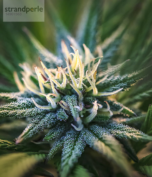 Nahaufnahme einer reifenden Cannabispflanze und einer Blüte mit sichtbaren Trichomen; Marina  Kalifornien  Vereinigte Staaten von Amerika