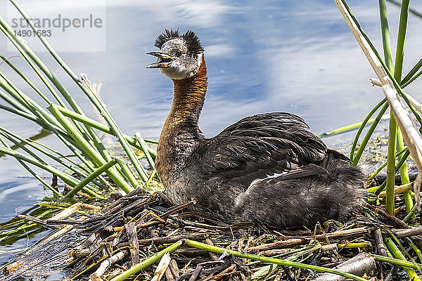 Rothalstaucher (Podiceps grisegena) mit Küken in einem Nest am Ufer des Cheney Lake  Süd-Zentral-Alaska; Alaska  Vereinigte Staaten von Amerika