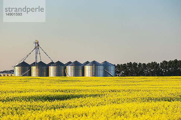 Blühendes Rapsfeld mit großen Getreidesilos aus Metall in einer Reihe  die das warme Licht des Sonnenaufgangs reflektieren  umgeben von Bäumen  östlich von Calgary; Alberta  Kanada