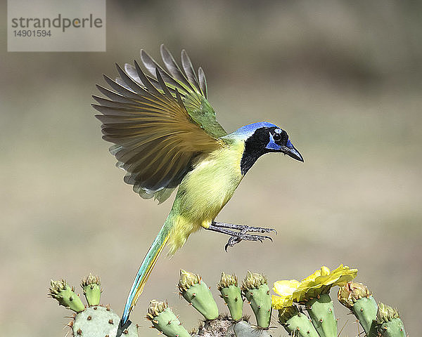 Grüner Eichelhäher (Cyanocorax luxuosus) bei der Landung auf einer Kaktuspflanze  Laguna Seca Ranch; Edinburg  Texas  Vereinigte Staaten von Amerika