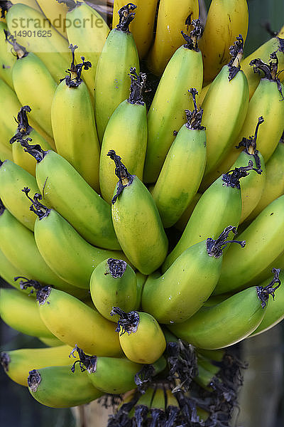 Bananenstaude an einem Baum; Gran Canaria  Kanarische Inseln  Spanien