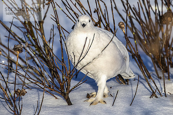 Moorschneehuhn (Lagopus lagopus) im Schnee stehend unter einem Baum mit weißem Wintergefieder im Arctic Valley  Süd-Zentral-Alaska; Alaska  Vereinigte Staaten von Amerika