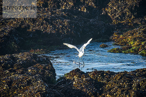 Ein wunderschöner Silberreiher (Ardea alba) ergreift die Flucht  als er von einer Welle verdrängt wird  die durch die Gezeitentümpel von Laguna Point  MacKerricher State park and Marine Conservation Area in der Nähe von Cleone in Nordkalifornien schwappt; Cleone  Kalifornien  Vereinigte Staaten von Amerika