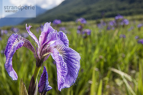 Eine mehrjährige Schwertlilie und ihre tiefvioletten Blütenblätter  fotografiert auf den Palmer Hayflats mit blauem Himmel und Bergen im Hintergrund  Süd-Zentral-Alaska; Eklutna  Alaska  Vereinigte Staaten von Amerika