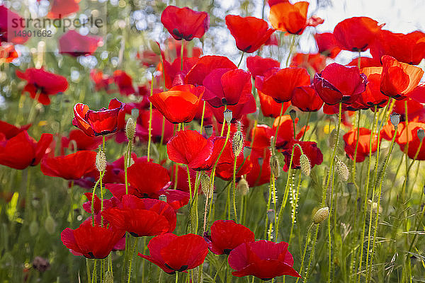 Rot blühender Mohn; Spanien