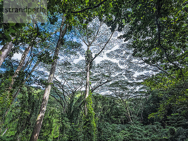 Üppige Vegetation in einem Regenwald auf Hawaii; Oahu  Hawaii  Vereinigte Staaten von Amerika