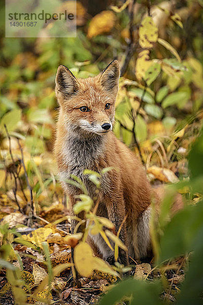 Rotfuchs (Vulpes vulpes) im Gebiet Campbell Creek  Süd-Zentral-Alaska; Alaska  Vereinigte Staaten von Amerika