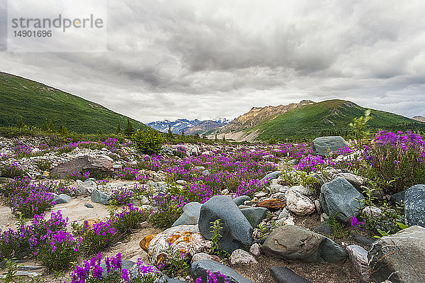 Castner Creek in der Alaska Range an einem bewölkten Sommerabend im Inneren Alaskas; Alaska  Vereinigte Staaten von Amerika