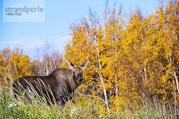 Ein junges Elchkalb (Alces alces)  das an einem sonnigen Herbstabend im Gras am Küstenweg im Kincade Park steht  Süd-Zentral-Alaska; Anchorage  Alaska  Vereinigte Staaten von Amerika