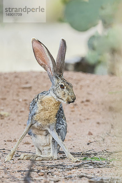 Jack Rabbit; Arizona  Vereinigte Staaten von Amerika