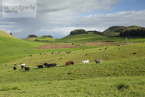 Kühe auf einer Weide auf der Parker Ranch  Kohala Mountain  North Kohala; Insel Hawaii  Hawaii  Vereinigte Staaten von Amerika