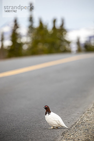 Ein männliches Moorschneehuhn stolziert während der Paarungszeit im Frühjahr entlang der Parkstraße im Denali National Park and Preserve. Der Vogel wechselt gerade sein Sommergefieder; Alaska  Vereinigte Staaten von Amerika