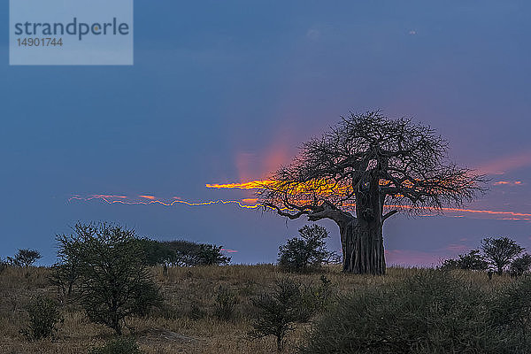 Glühende Wolke über einem Himmel bei Sonnenaufgang mit Bäumen auf einem Feld im Vordergrund; Tansania