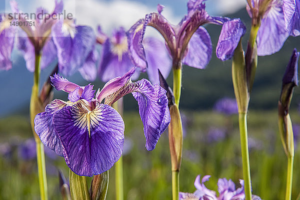 Eine mehrjährige Schwertlilie und ihre tiefvioletten Blütenblätter  fotografiert auf den Palmer Hayflats mit blauem Himmel und Bergen im Hintergrund  Süd-Zentral-Alaska; Eklutna  Alaska  Vereinigte Staaten von Amerika