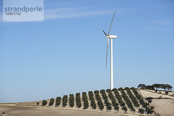 Windkraftanlage zwischen Olivenbäumen; Campillos  Malaga  Andalusien  Spanien