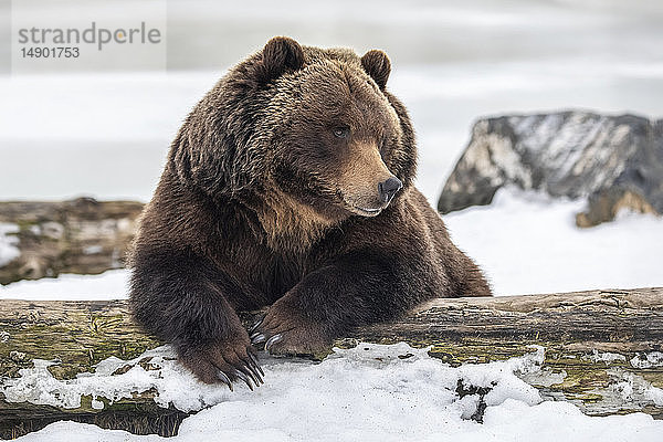 In Gefangenschaft lebender weiblicher Grizzlybär (Ursus arctos horribilis)  etwa 19 Jahre alt  ruhend im Schnee  Alaska Wildlife Conservation Center  Süd-Zentral-Alaska; Portage  Alaska  Vereinigte Staaten von Amerika