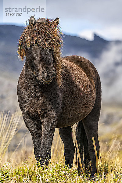 Porträt eines Islandpferdes in der natürlichen Landschaft; Island