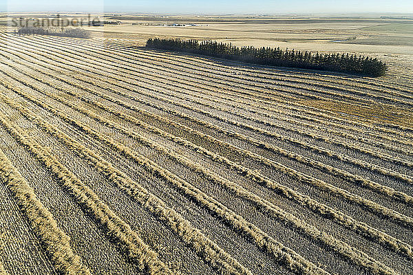 Luftaufnahme von Rapsreihen auf einem Feld  westlich von Beiseker; Alberta  Kanada