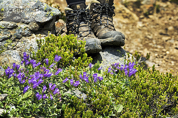 Lila Wildblumen entlang eines felsigen Weges mit Wanderschuhen im Hintergrund; British Columbia  Kanada