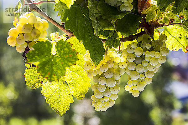 Nahaufnahme einer Traube weißer Trauben  die an einem Weinstock hängen  südlich von Trier; Deutschland