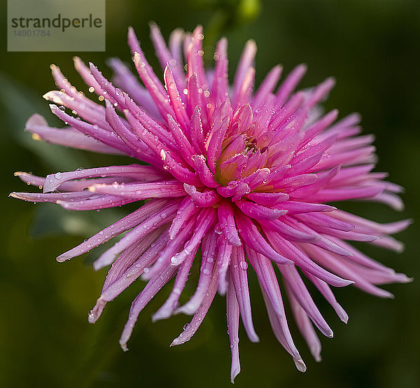 Rosa Blume mit Tautropfen in einem Garten bei Sonnenaufgang; British Columbia  Kanada