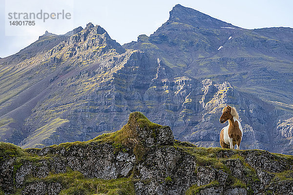 Islandpferd in der zerklüfteten Landschaft von Island; Island