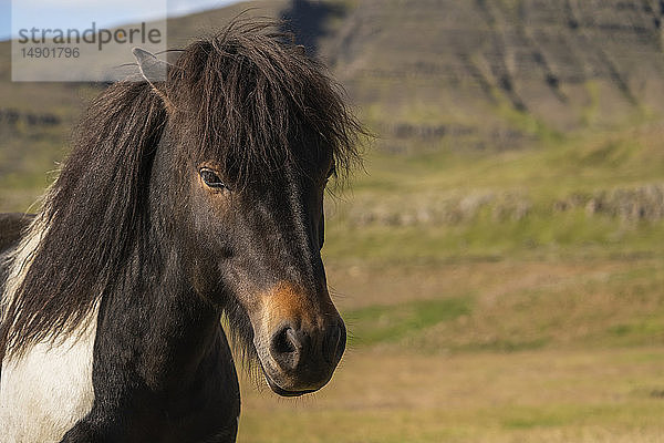 Islandpferd in der Naturlandschaft; Island