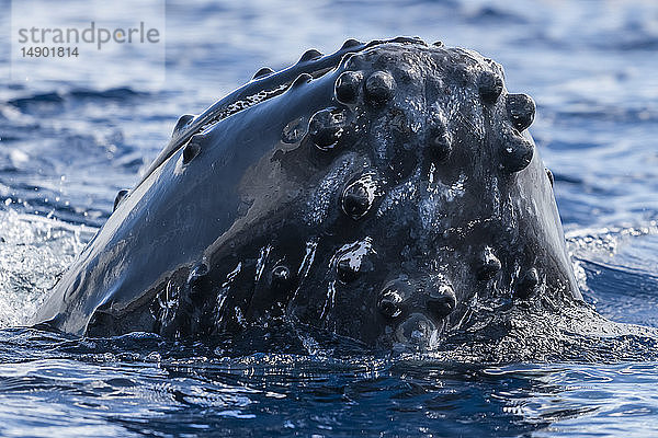 Buckelwal (Megaptera novaeangliae) beim Spyhopping; Lahaina  Maui  Hawaii  Vereinigte Staaten von Amerika