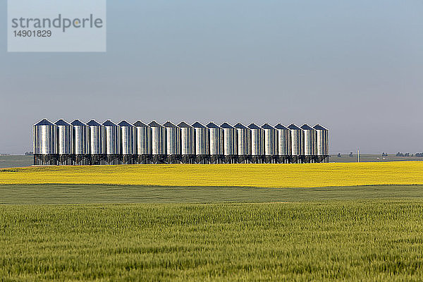 Große Getreidesilos aus Metall in einer Reihe in einem blühenden Rapsfeld und ein grünes Getreidefeld im Vordergrund mit blauem Himmel; Mossleigh  Alberta  Kanada