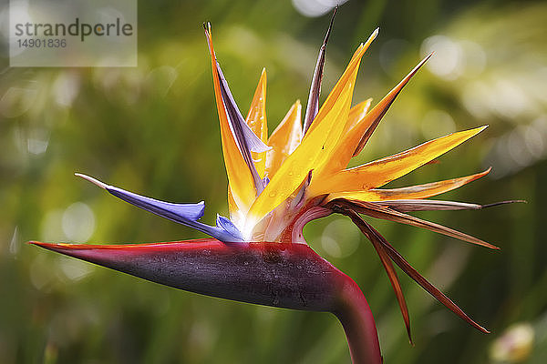 Paradiesvogelblume (Heliconia); Hawaii  Vereinigte Staaten von Amerika