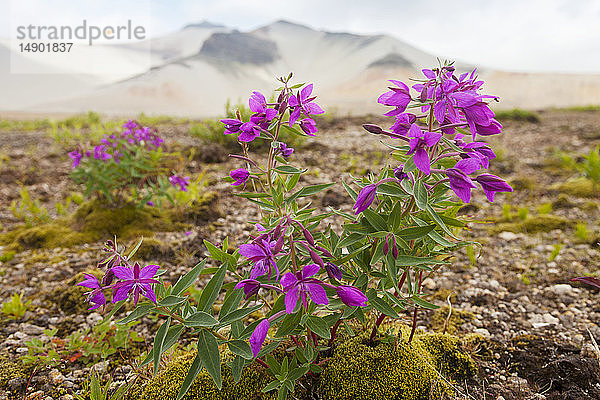 Zwerg-Feuerkraut (Chamaenerion latifolium)  das im Bimsstein wächst  mit dem Baked Mountain im Hintergrund  Valley of Ten Thousand Smokes  Katmai National Park; Alaska  Vereinigte Staaten von Amerika