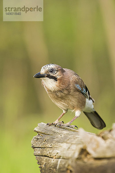 Eichelhäher (Garrulus glandarius); Ungarn