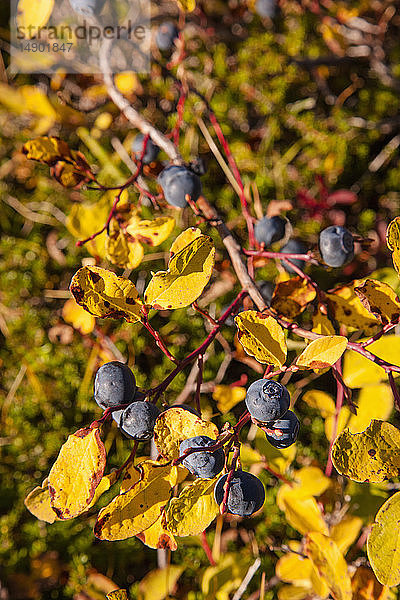 Goldfarbene Blätter einer niedrigen Buschheidelbeerpflanze zeigen Herbstfarben  während die Beeren eine tiefblaue Farbe aufweisen  Hatcher Pass  Süd-Zentral-Alaska; Palmer  Alaska  Vereinigte Staaten von Amerika