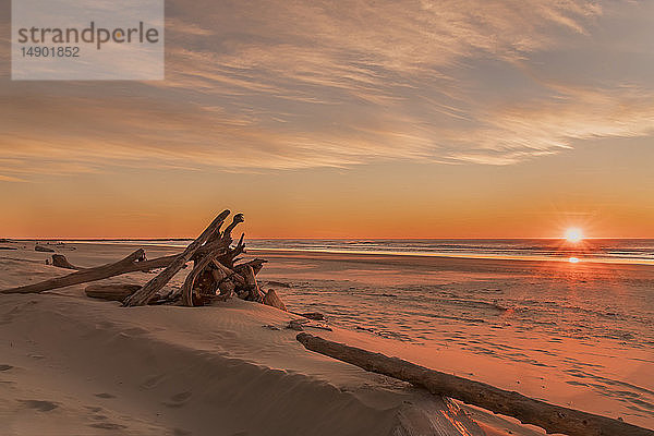 Treibholz am Heceta Beach  aufgenommen bei Sonnenuntergang; Florence  Oregon  Vereinigte Staaten von Amerika