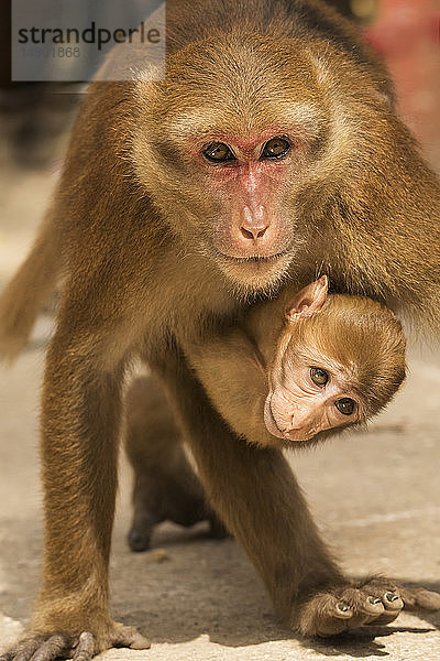 Mutter und Affenbaby; Chiang Mai  Thailand