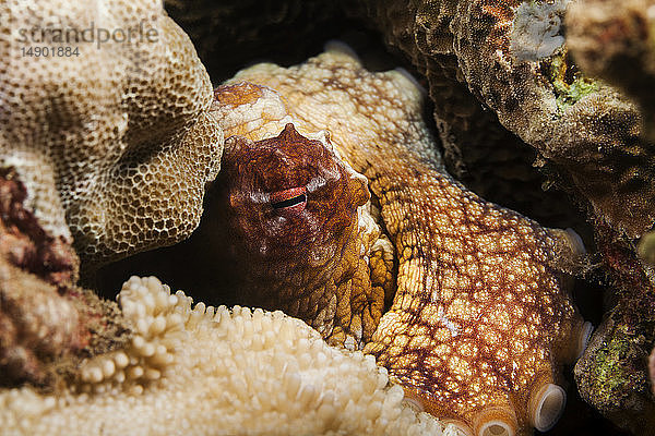 Hawaiianischer Tagkrake (Octopus cyanea); Wailea  Maui  Hawaii  Vereinigte Staaten von Amerika