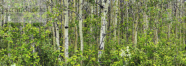Panorama von weißen Birkenstämmen in einem grünen Wald  westlich von Calgary; Alberta  Kanada