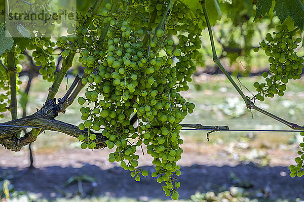 Nahaufnahme von grünen Weintrauben an einer Rebe; Martinborough  Wairarapa District  Region Wellington  Neuseeland
