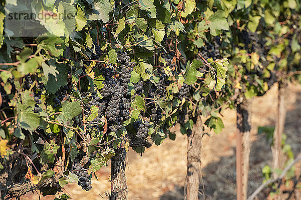 Nahaufnahme von Weinreben (Vitis); Gonzales  Kalifornien  Vereinigte Staaten von Amerika